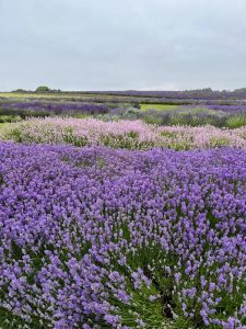 Cotswold Lavender field