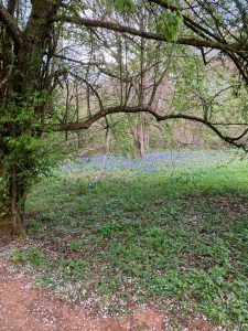 Bluebells at Westonbirt