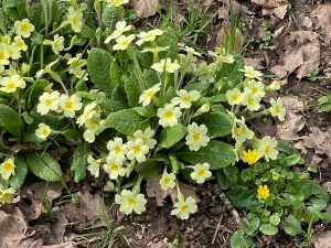 Primroses anemones at Dymock Woods