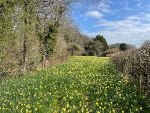 Gwen and Vera's fields near Dymock