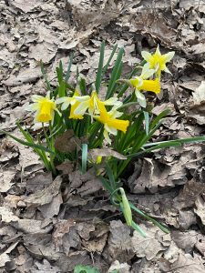 Wild daffodils at Dymock Woods