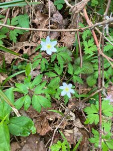 Flowers at Westonbirt