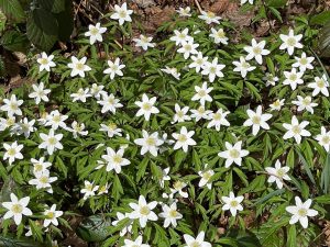 Wild anemones in Dymock Woods