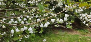 Blooms at Westonbirt