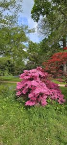 Rhododendrons at Westonbirt