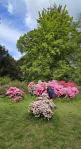 Rhododendrons at Westonbirt
