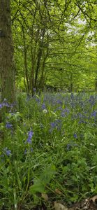 Bluebells at Westonbirt