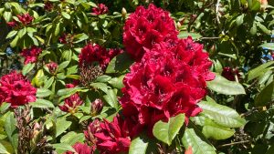 Rhododendrons at Westonbirt
