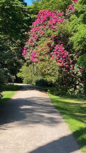 Rhododendrons at Westonbirt
