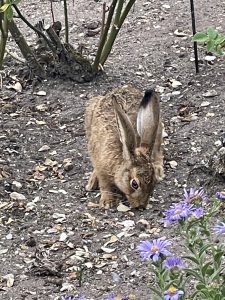 Hare in the rose garden at Sudeley
