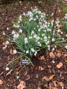Cerney House Snowdrops