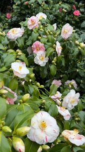 Westonbirt - March 2026