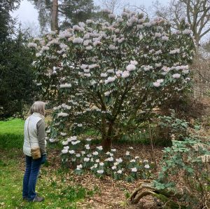 Westonbirt - March 2026