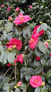 Westonbirt - March 2026