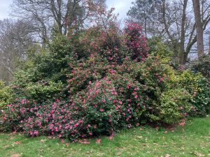 Westonbirt - March 2026