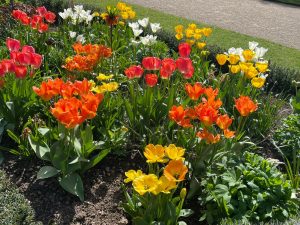 Tulips at Dyrham House