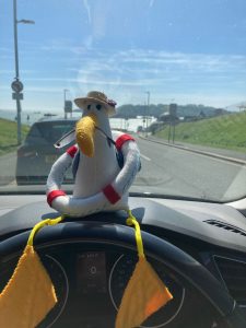Seagull