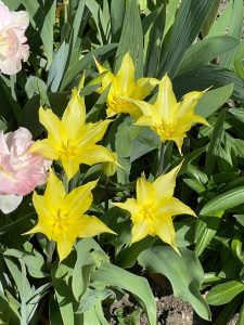 Tulips at Dyrham House