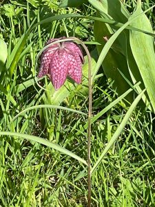 Tulip at Dryham House