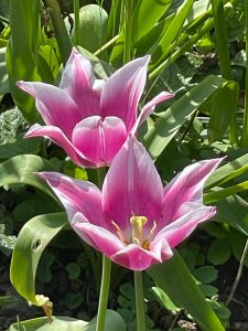Tulips at Dyrham House
