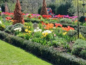 Tulips at Dyrham House