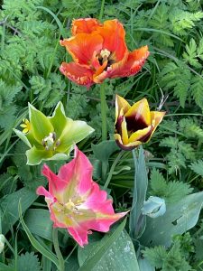 Tulips at Dyrham House