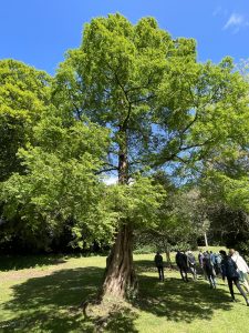 Westonbirt House Garden