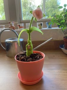 Potted Peg