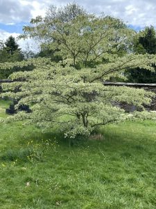 WI Tree