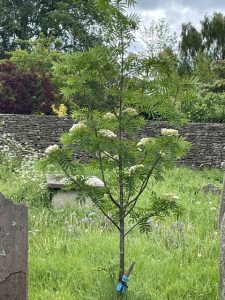 WI Tree