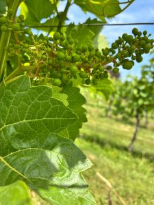 Grapevine at Larkhill Vineyard