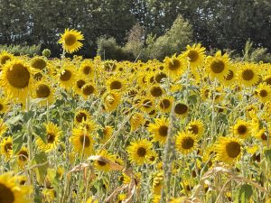 Sunflowers