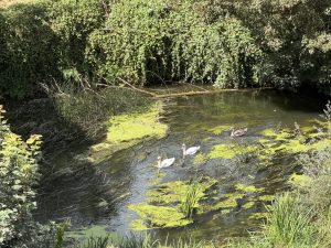 Beautiful canal